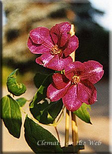 Clematis photograph