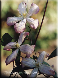 Clematis photograph