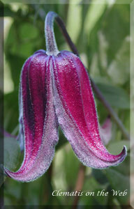 Clematis photograph