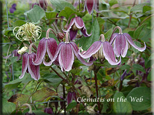 Clematis photograph