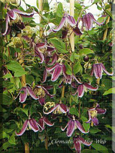 Clematis photograph