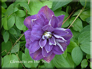 Clematis photograph