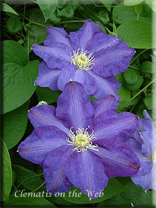 Clematis photograph