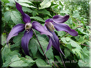 Clematis photograph