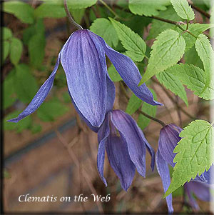 Clematis photograph