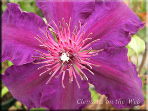 Clematis photograph