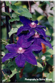 Clematis photograph