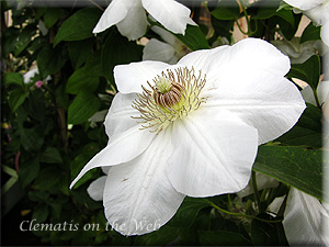 Clematis photograph