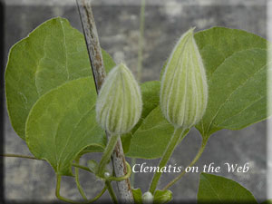 Clematis photograph