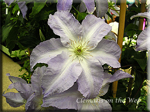 Clematis photograph