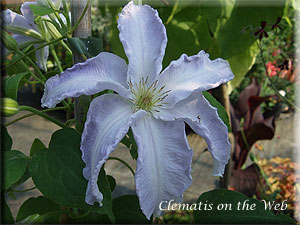 Clematis photograph