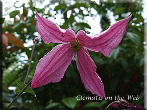 Clematis photograph