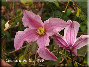 Clematis photograph