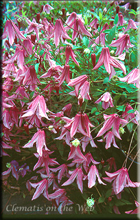 Clematis photograph