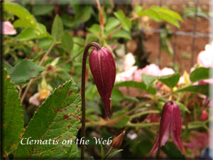 Clematis photograph