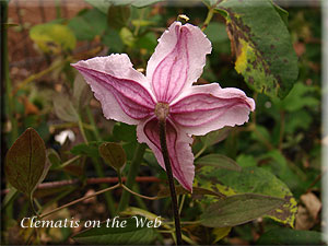 Clematis photograph