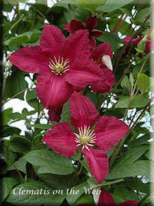 Clematis photograph