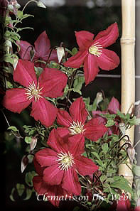 Clematis photograph