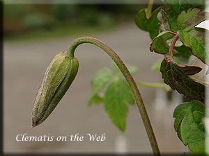 Clematis photograph