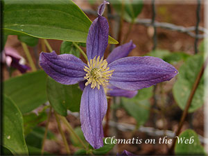 Clematis photograph