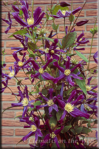 Clematis photograph