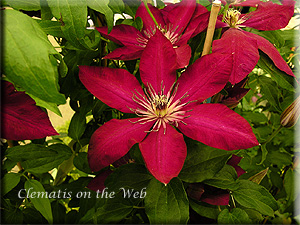 Clematis photograph