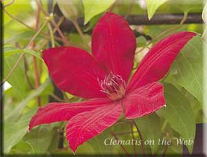 Clematis photograph