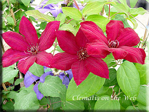 Clematis photograph