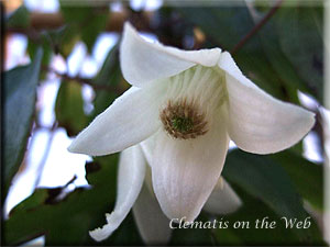 Clematis photograph