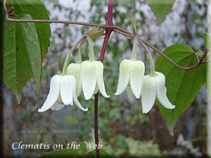 Clematis photograph