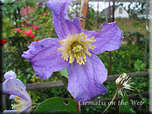 Clematis photograph