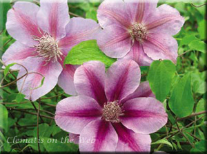 Clematis photograph