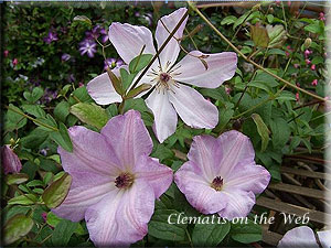 Clematis photograph