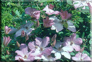 Clematis photograph