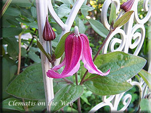 Clematis photograph