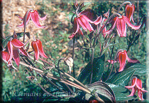 Clematis photograph