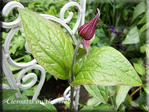 Clematis photograph