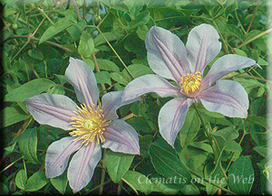 Clematis photograph