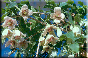 Clematis photograph