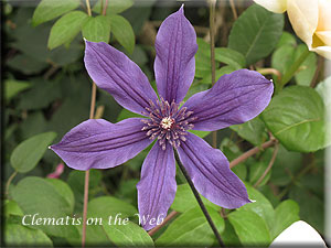 Clematis photograph