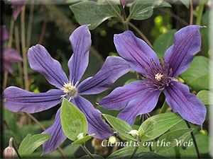 Clematis photograph