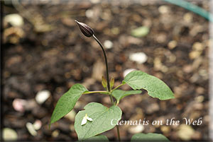 Clematis photograph