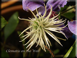 Clematis photograph