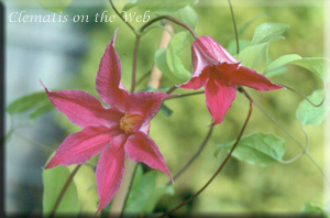 Clematis photograph