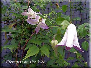 Clematis photograph