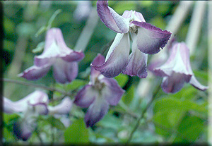 Clematis photograph