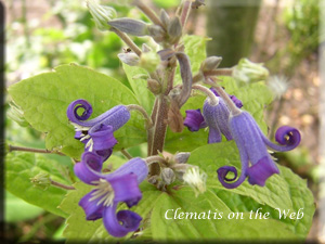 Clematis photograph