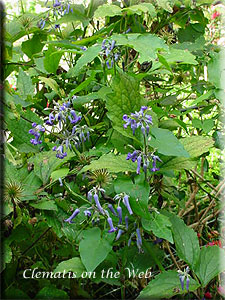 Clematis photograph