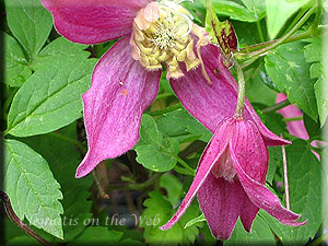 Clematis photograph