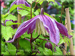 Clematis photograph